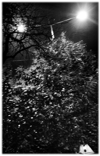 "Street Lamp VII